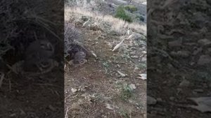 Keklik avi. Шикори кабк. صيد الحجل. Kaklik ovi. Охота на куропатка. Кекилик аңчылык.