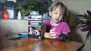 Проводим опыты с кристаллами "Сакура"