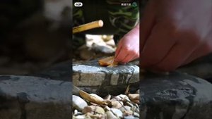 Дикая кухня от китайцев