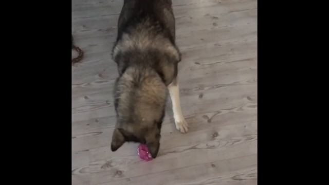 Sonja the husky - new snack ball смотреть онлайн