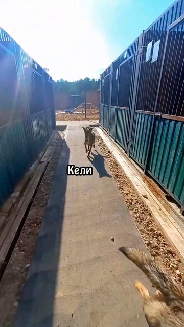 "По вольерам!" ✦ Приют в Малинках смотреть онлайн