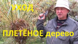 PAVIVA Плетёное дерево из ивы в ромб, советы и уход после посадки и через несколько лет.