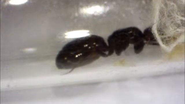Camponotus lateralis queen смотреть онлайн