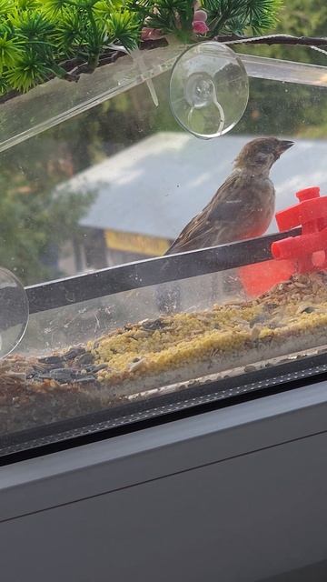 Синицы и воробей в кормушке! 🏡🌸 #кормушка #синица #воробей смотреть онлайн