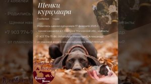 Щенки курцхаара