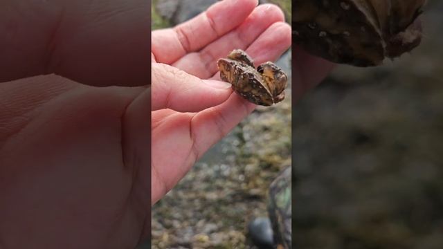 Отлив на #море. Краб укусил руку #краб #сахалин #дальнийвосток #камчатка #рекомендации #топ #shorts