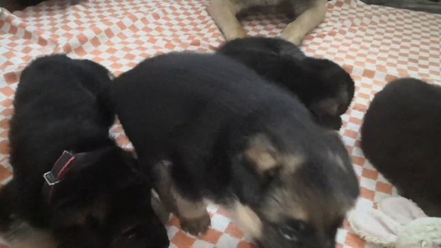 Субботний вечер со щенками. Всем клички дала. смотреть онлайн