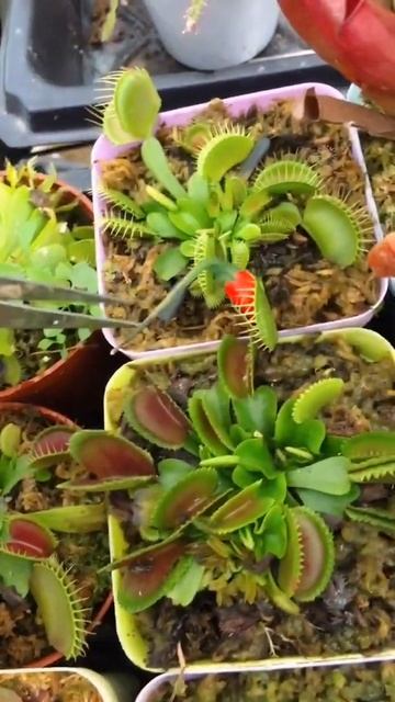 Carnivorous Botanical Garden That old iron remember to call your seven aunts and eight aunts over смотреть онлайн