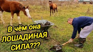 В ЧЕМ ОНА ЛОШАДИНАЯ СИЛА | Дом в деревне | Деревенские будни | Из города в деревню