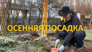 ПАВИВА Осенняя - зимняя посадка плетёных деревьев из ивы в грунт. Когда и как это делать.