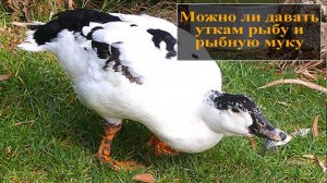 Едят ли утки рыбу