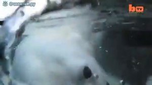Медведь разорвал дедулю в хлам