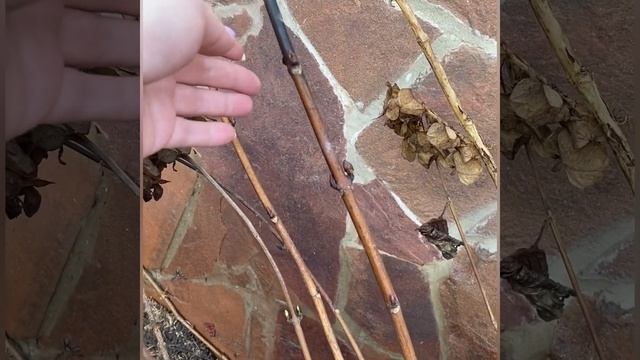 Крупнолистная гортензия в ОГ, открываю и обрезаю 10.04.2024 г смотреть онлайн