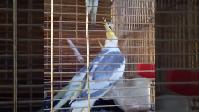 6# влог одых милые папуги 😂 смотреть онлайн