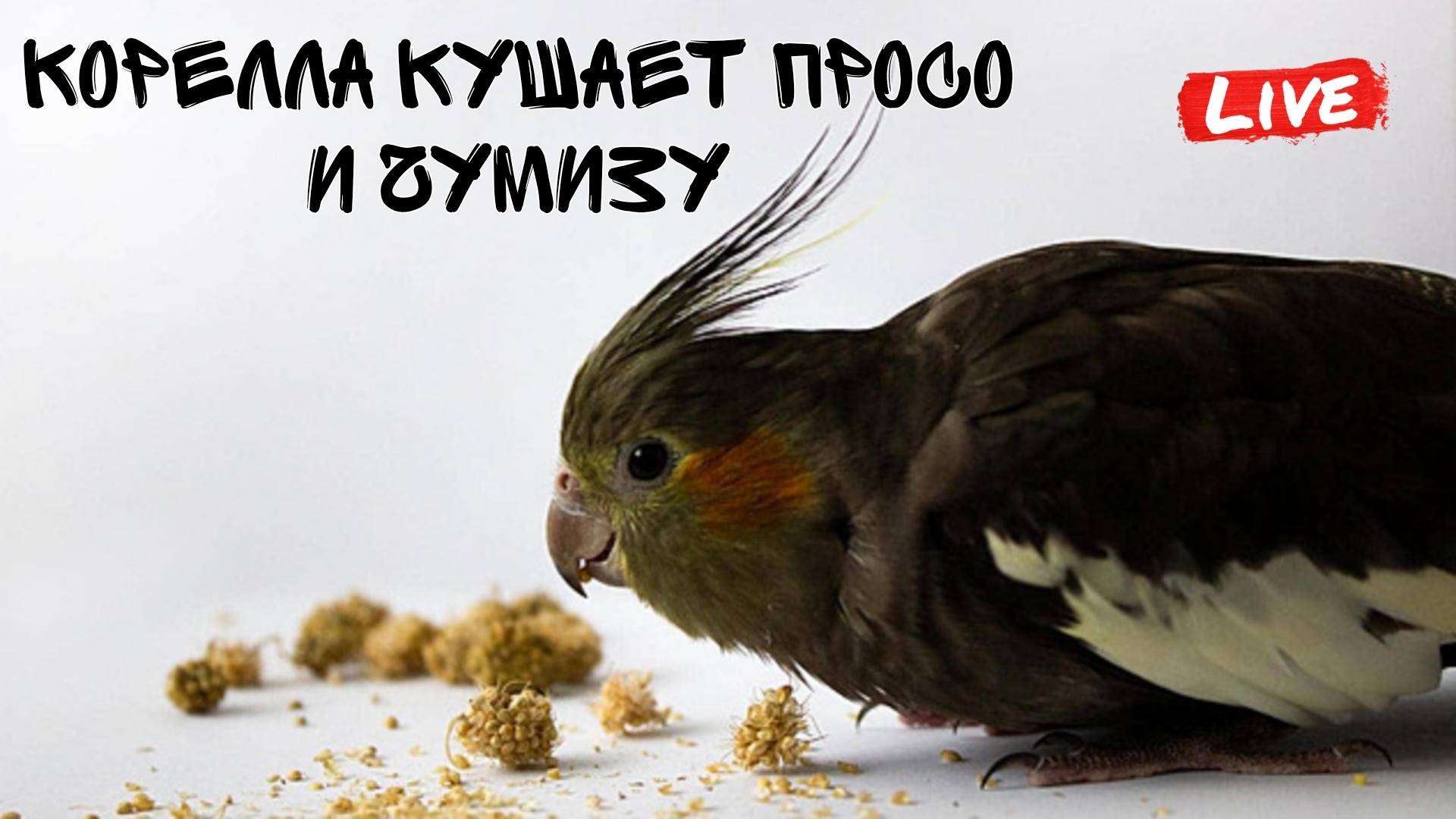 Попугай корелла кушает за столом просо и чумизу