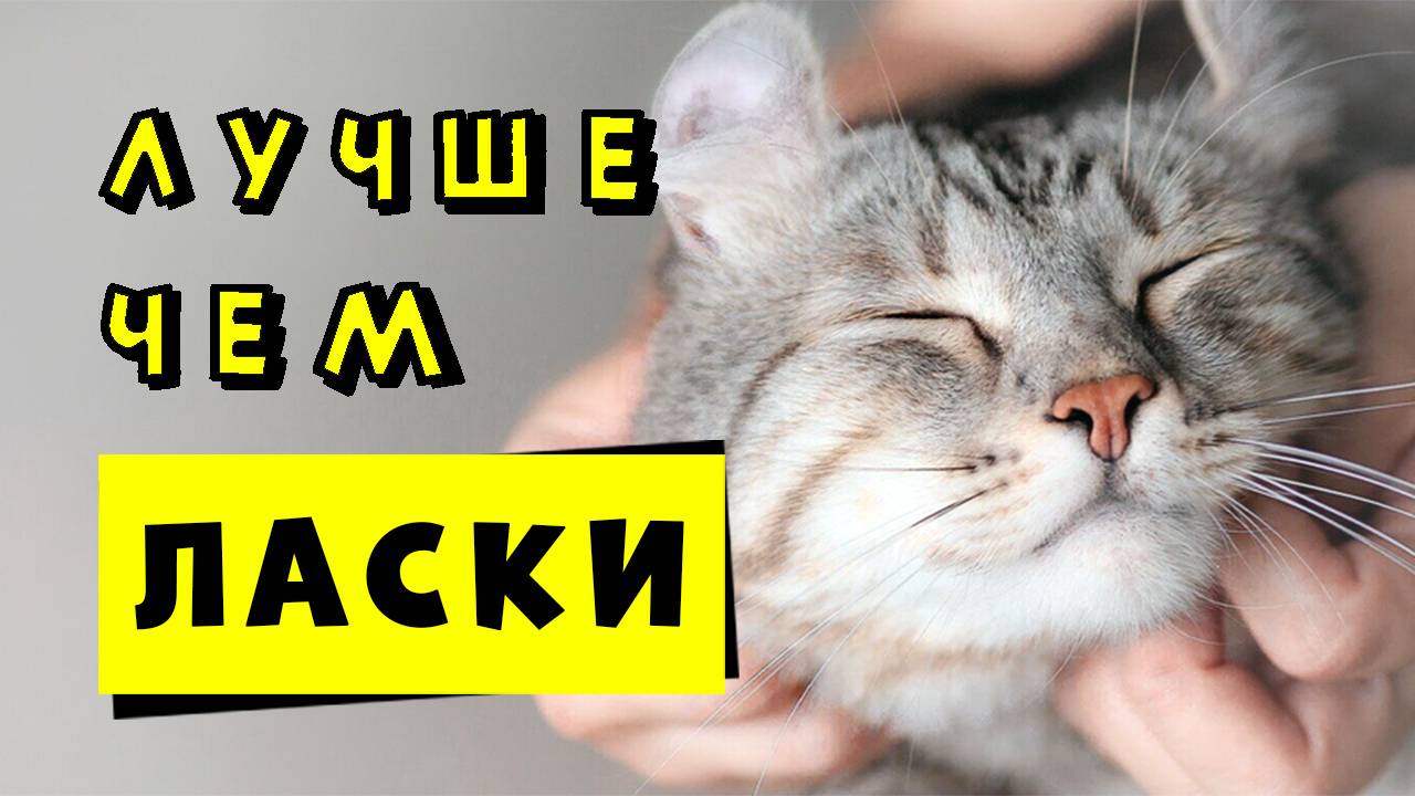 10 моментов, которые ваша кошка обожает больше, чем просто поглаживание!