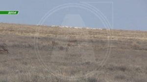 В Казахстане приостановили  отстрел сайгаков, поэтому теперь любая охота на них будет незаконной