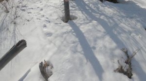 Для бабушки - Витоша спуск на сноуборде ч1