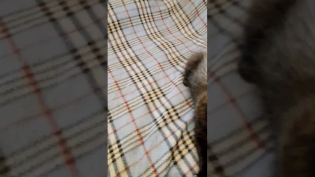Два котенка.