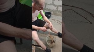 укоренение черенков винограда.