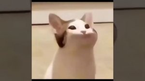 мем +1 час просмотра