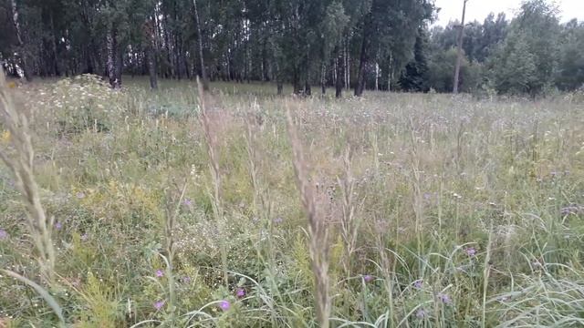 Звучание цикад в поле смотреть онлайн