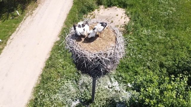 Журавли смотреть онлайн