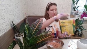 Кротон или кодиум Петра - пересадка и уход за листьями. Croton or Peter's codium -  care of leaves.