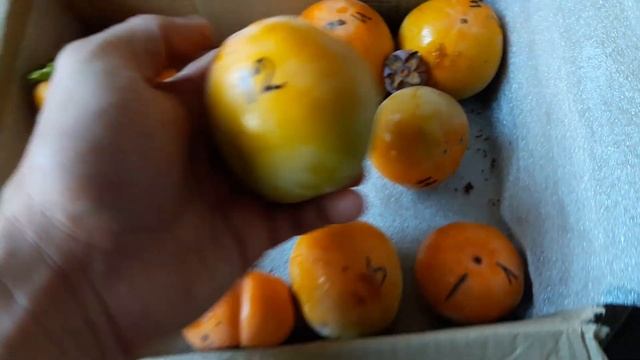 Хурма від п.Наталії Мартишинець. Частина 1 смотреть онлайн