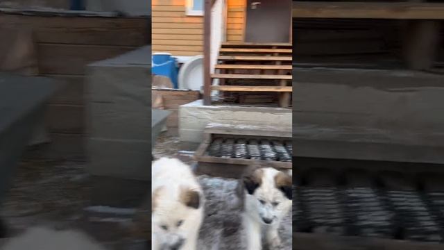 Щенки