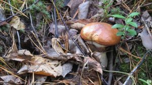 Грибы-грибочки