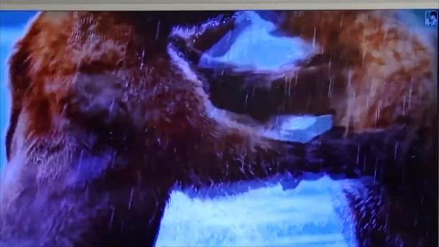 медведи Камчатки.🐻часть 1 смотреть онлайн