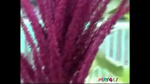 Красивый Музыкальный Подарок Женщинам к 8 Марта.