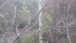 заросли сосен