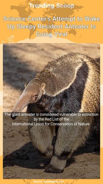 Science Center's Attempt to Wake Up Sleepy Resident Anteater Is Going Viral #shorts смотреть онлайн