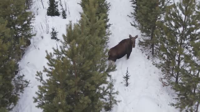 Ещё три лося смотреть онлайн