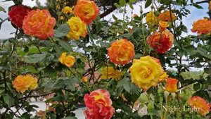 Сад роз в Норвегии. Ч1