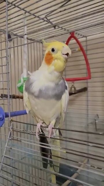 УЧИЛ ПОПУГАЯ ГОВОРИТЬ, А ОН НАЧАЛ СВОЕ РАССКАЗЫВАТЬ. корелла смотреть онлайн