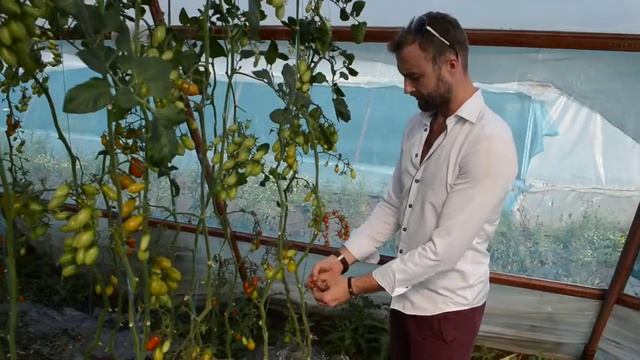 Тепличный бизнес на Кубани №3 смотреть онлайн