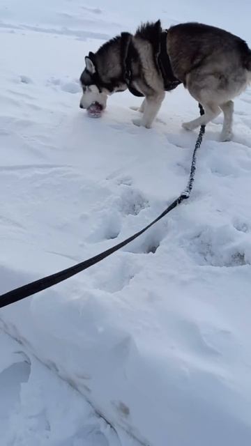 Немного #Арзал_хаски
