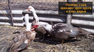 Почему утки щипают друг друга и едят перья