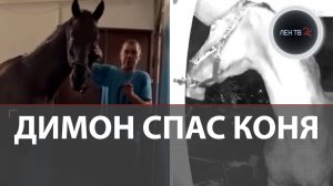 Димон из Нижнего затащил коня на пятый этаж, чтобы спасти от холода