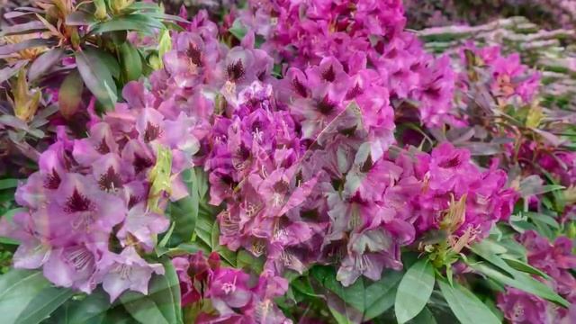 Rhododendron im Ammerland смотреть онлайн