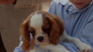 ROLICK_SOBAKA_30_SEK_V2