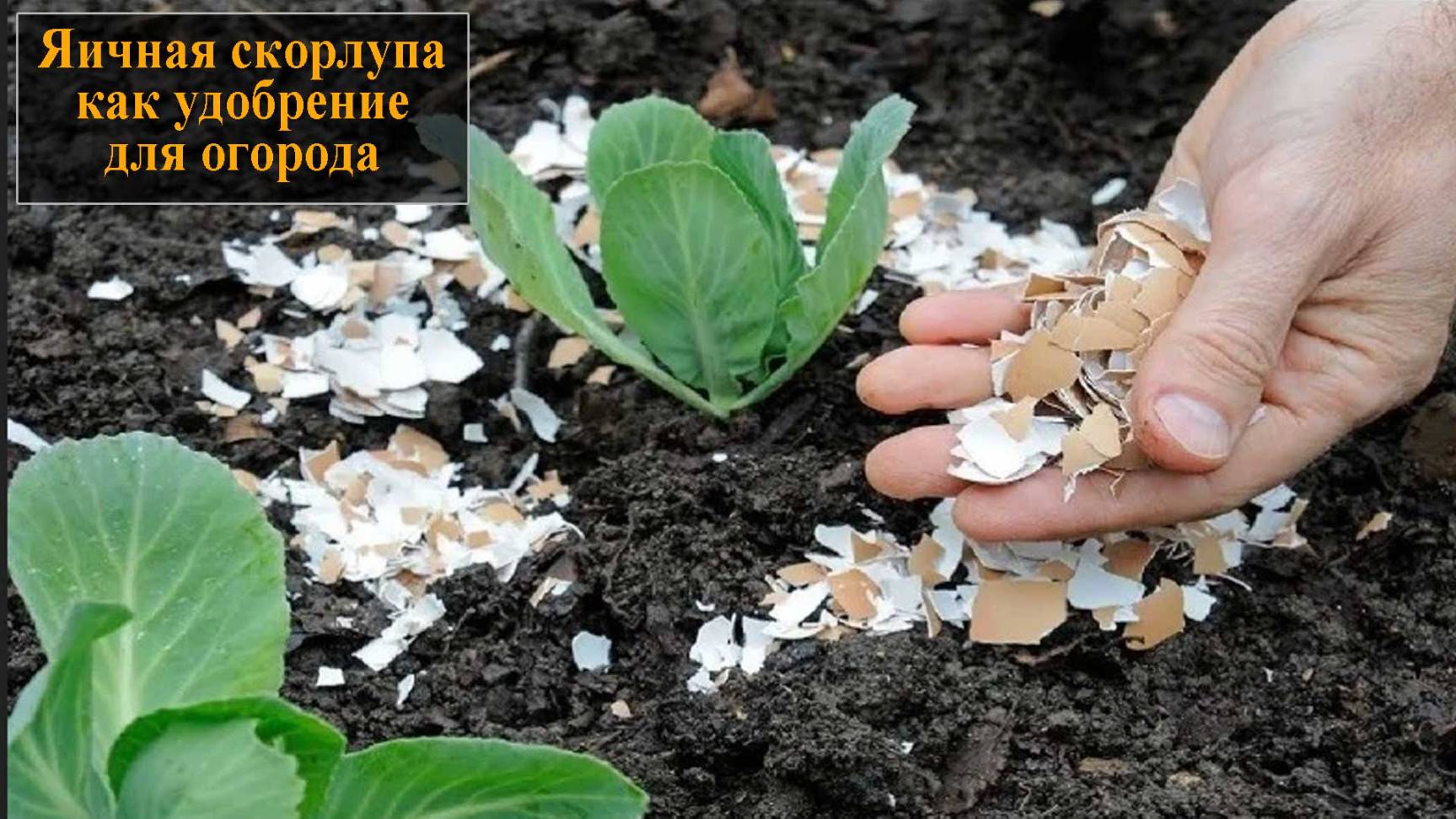 Яичная скорлупа как удобрение для огорода