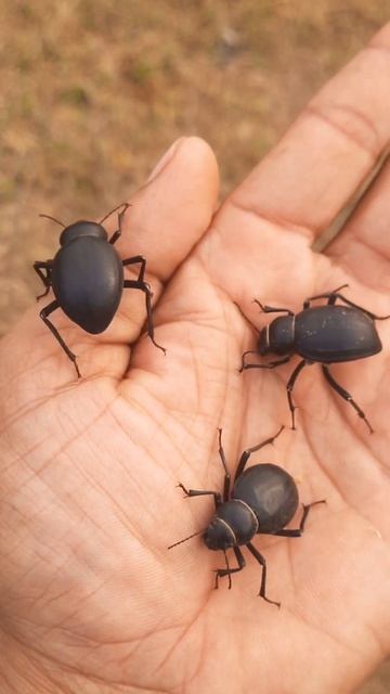 Darkling beetles  Rewari Haryana. shorts youtube shortvideo viral