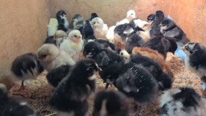 Как ОВЕС влияет на яйценоскость и оперение наших кур.