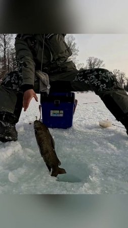 Отомстил-Горная Рыбалка На Ленка