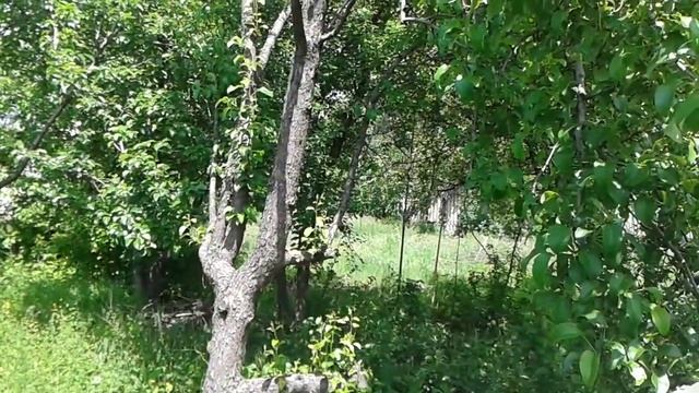 Дивный сад.Донецк.Лето 2020.Сколько коал на деревьях? смотреть онлайн