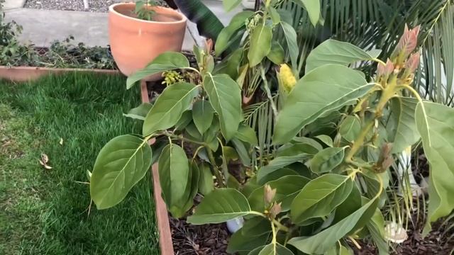 HOW to GROW AND FRUIT AVOCADO TREES IN CONTAINERS - Check out this tip!